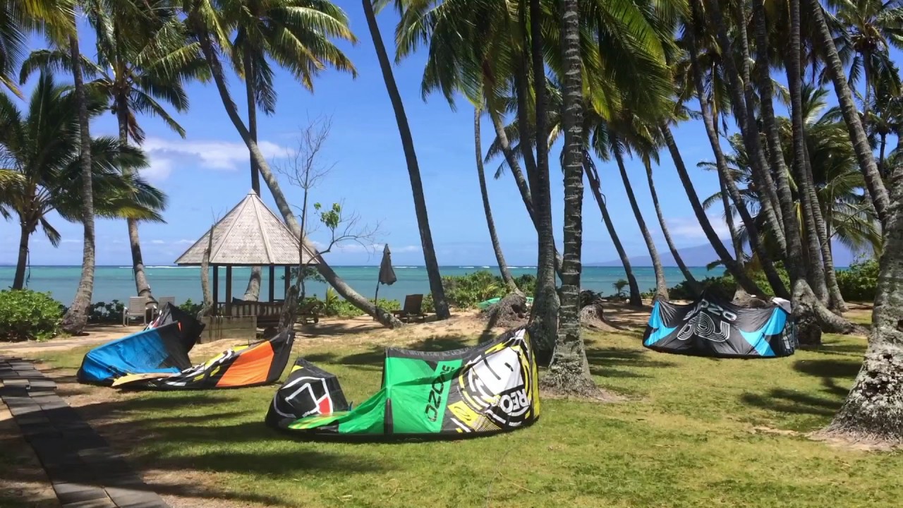 Kiting on an Island — kites lined up under the palms in Hawaii